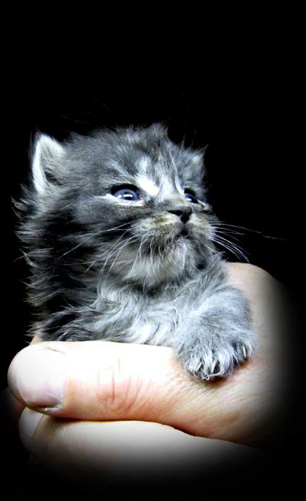 this is a grey fluffy kitten with white and black blends. he is cradeled in my hand with a paw sticking out looking up and over off in the distance; looking regal while also in awe. This is Itty; he's a bit of a theme here. This photo we'll refer to as Regal Itty. Terrified Itty, and Itty Star are in the future.