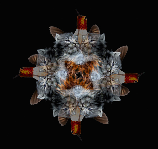 This is Itty Star; a bit harder to explain. First it's Itty Regal. But Reagal has been mirrored so now there are two Itty Regals looking off into the distance together, side by side. And the background....well, it's a rufus hummingbird, kinda in a St. Mary type o'pose. White chest showing, orange red irradecent neck to head with wings splayed, frozen wings, no blur, fast camera. Now Rufus and the two Itty's are copied then rotated to 90, 180, and 270 degrees making a cross pattern of ridiculousness. Gotta make coasters out of them for sure