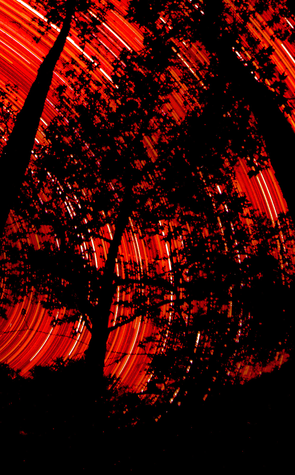 star trails red with tall cypres trees towering into a red star trailed sky