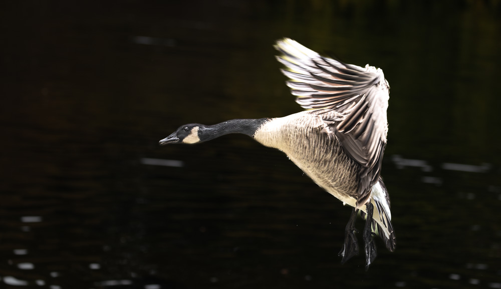 goose-flight-wings-forward