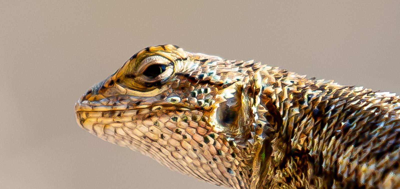 close up of lizard face from the side and he's looking at you